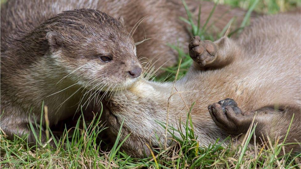 'I'm glad you're my significant otter' said the otter to its partner at London Zoo.