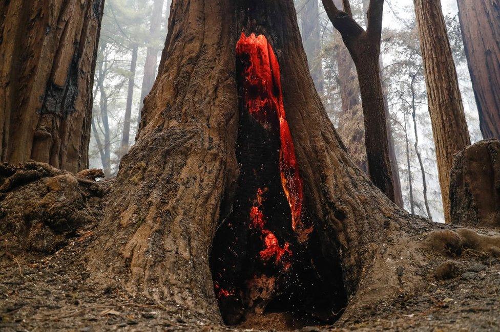 Redwoods, the tallest trees in the world, have caught fire near their eponymous state park