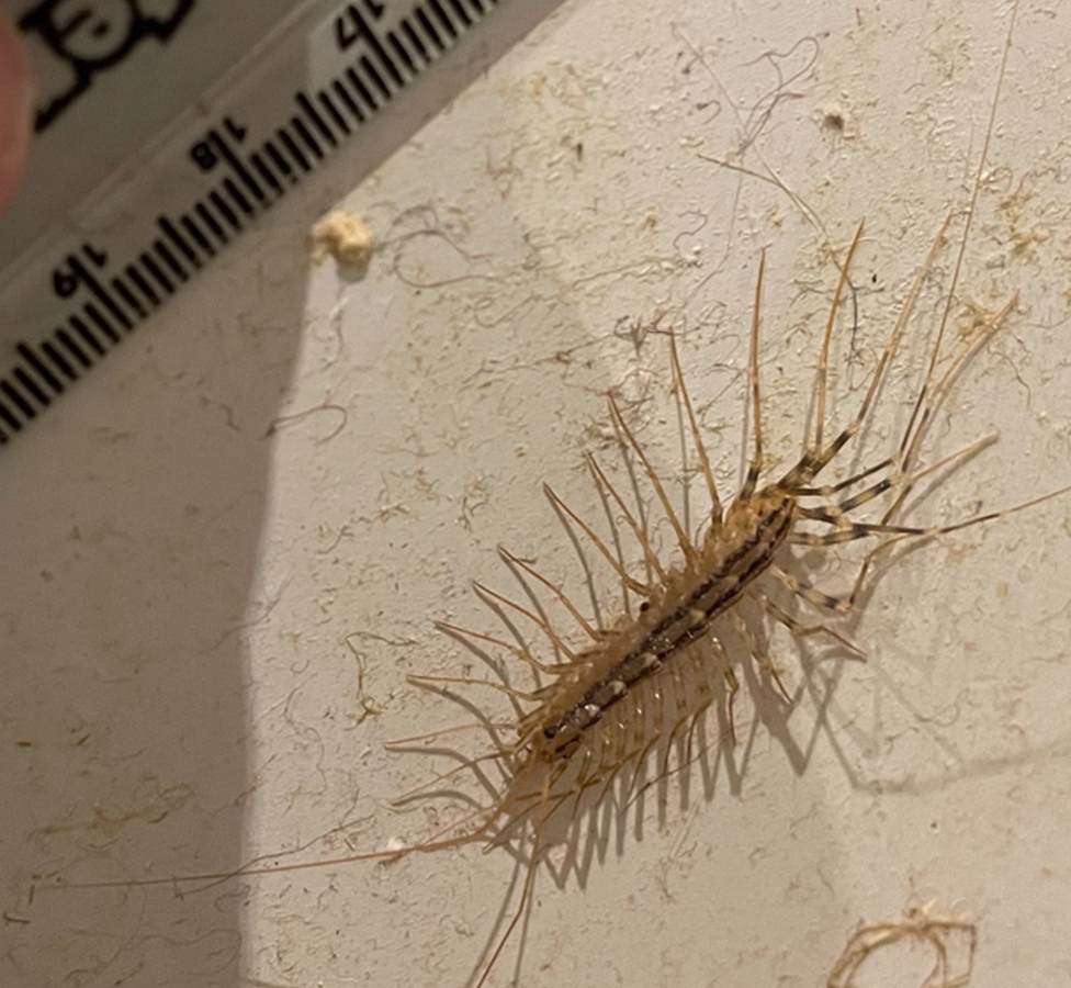 House Centipede