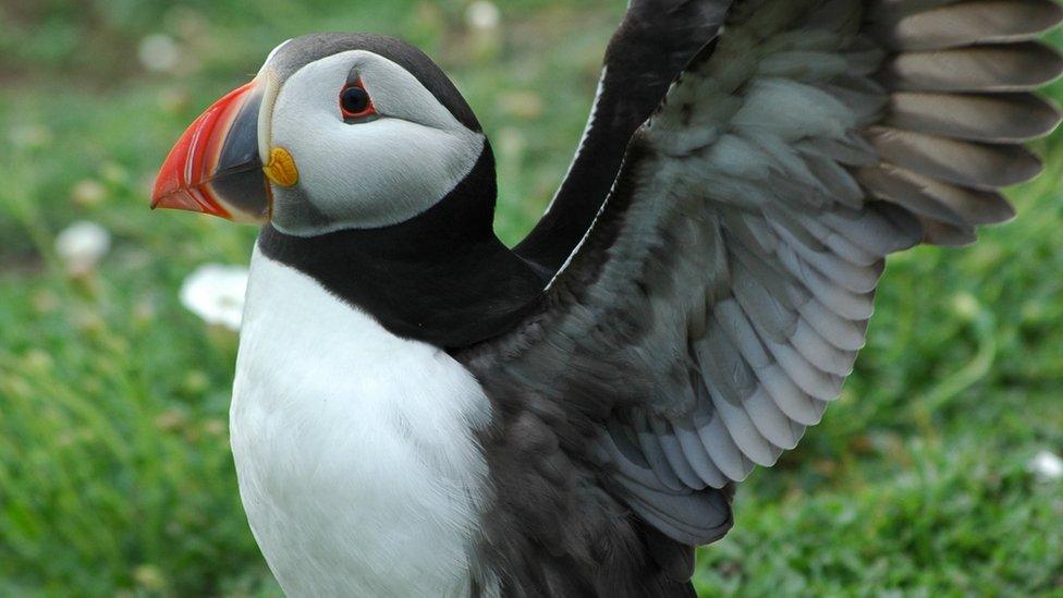 A puffin on Skomer Island