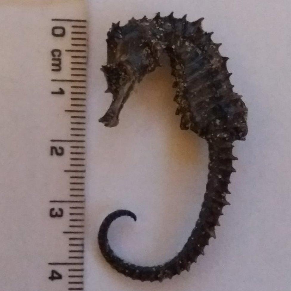 Dead seahorse found at Studland in March 2018