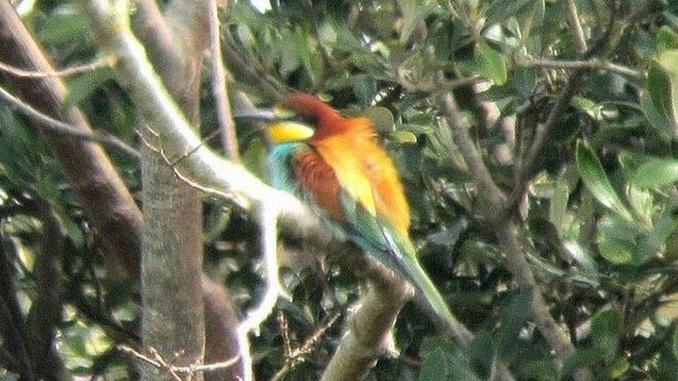 Bee-eater