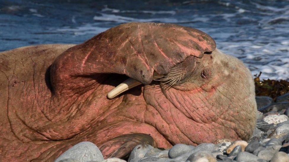 Walrus at Wick