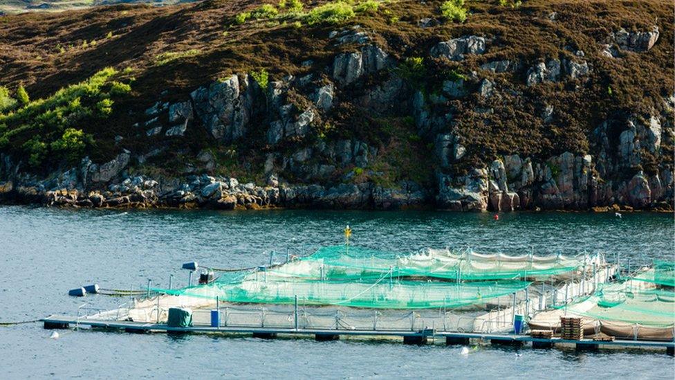 Fish farm cages