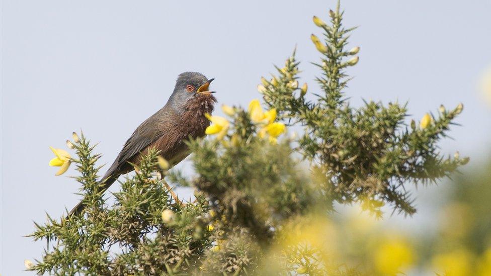 A Dartford warbler