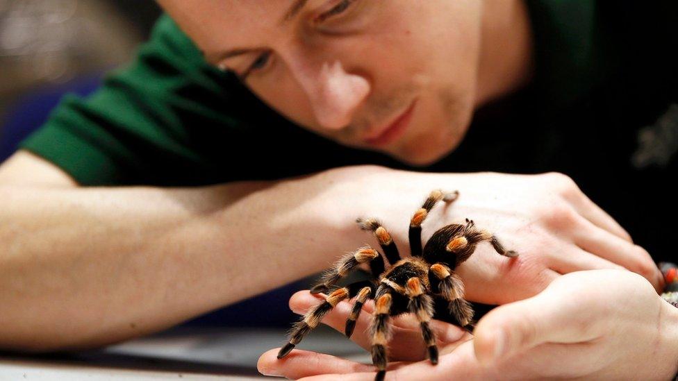 Keeper Jamie Mitchell poses with a Mexican Red-Kneed Tarantula