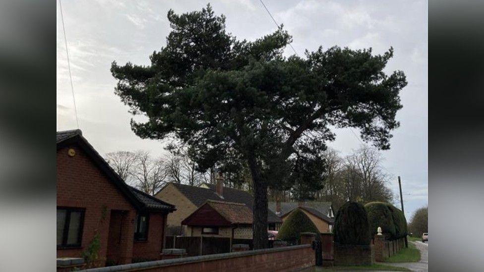 A tall Scots pine tree outside the front of a house.