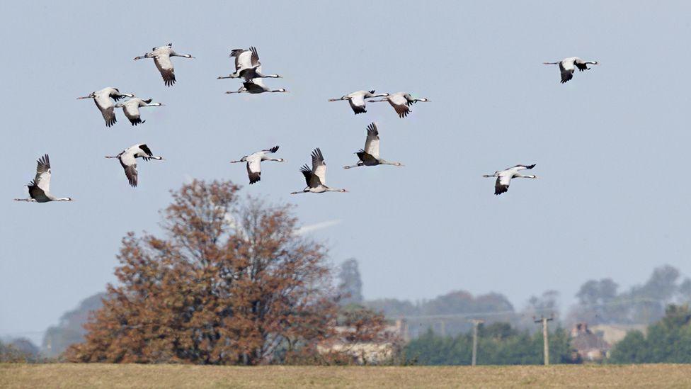 Fourteen cranes in flight over the Welney countryside.