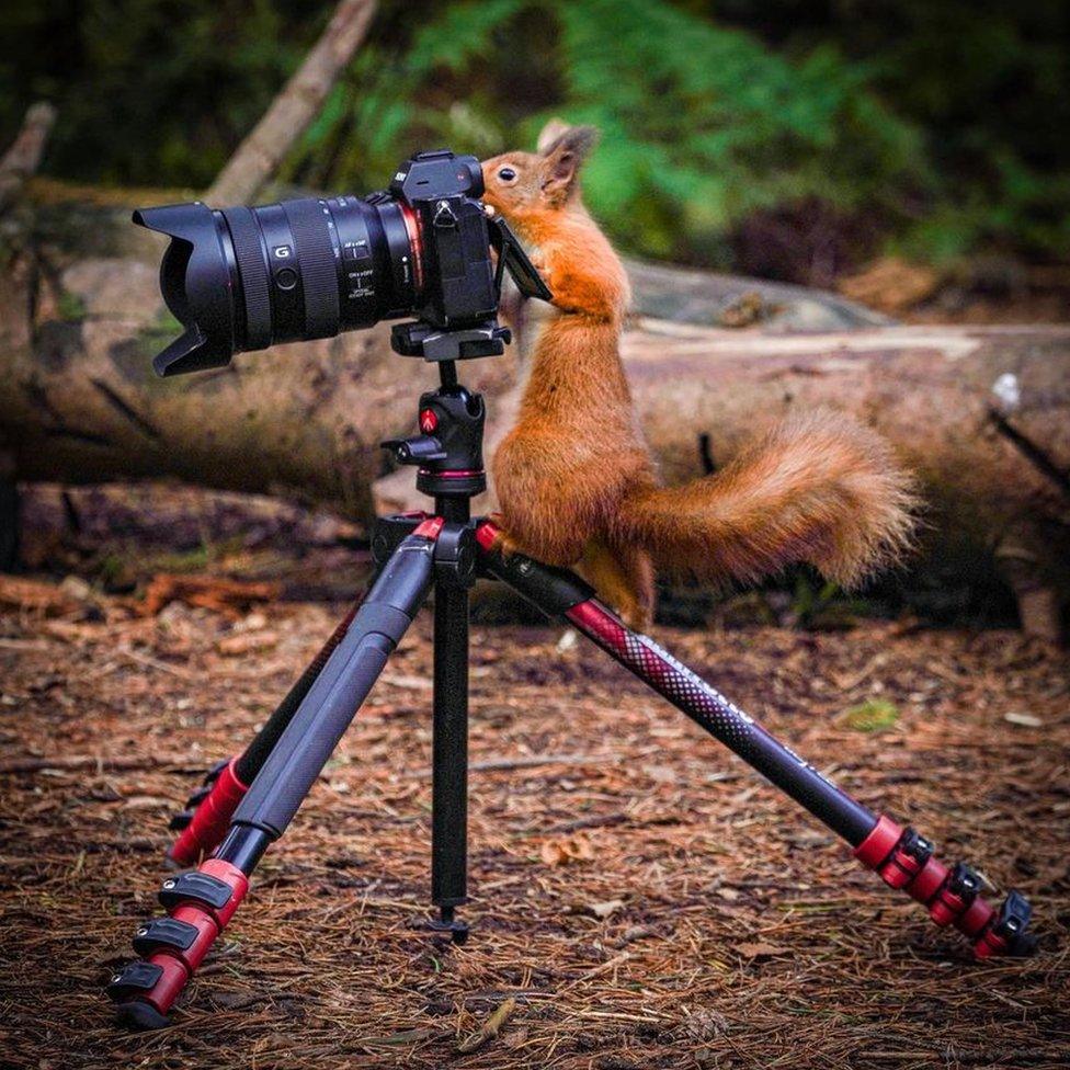 Squirrel on camera