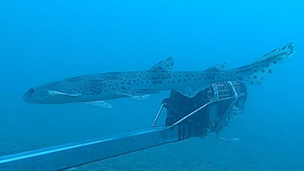 Cat shark swims across recording equipment