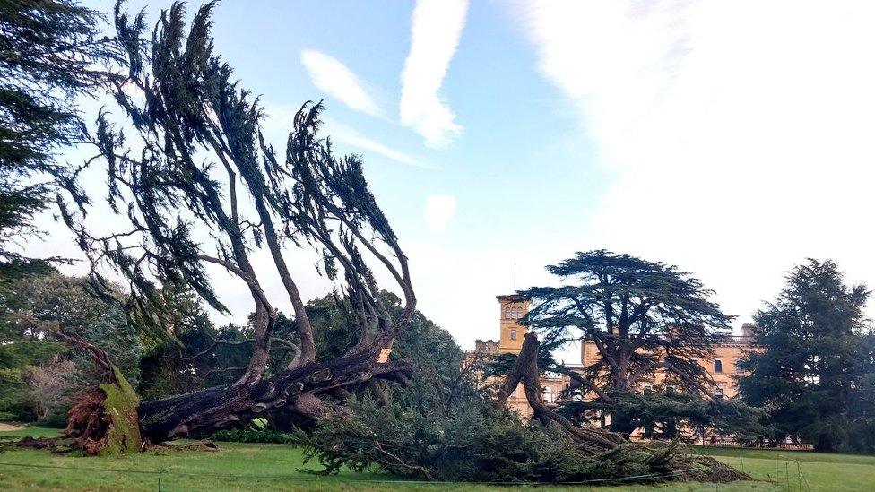 Fallen cedar