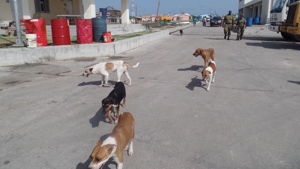 Abandoned dogs walk the streets of Barbuda