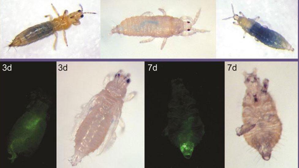 Friendly bacteria, here shown as green fluorescent protein, from the gut of the pest insect Western flower thrips