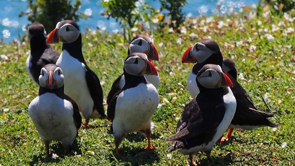 puffins