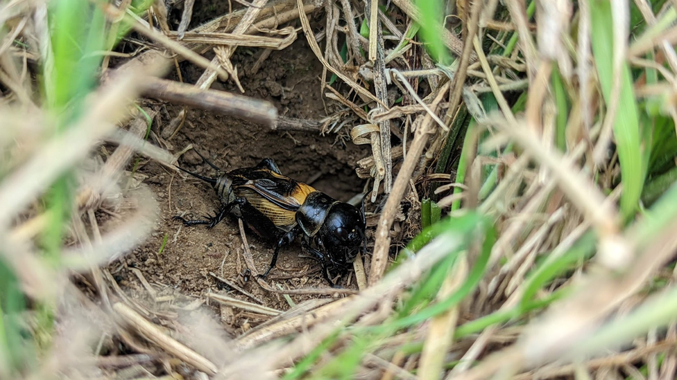 Field cricket in a burrow