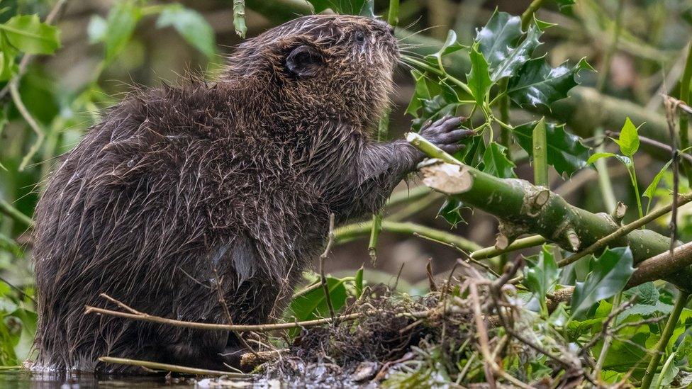 Beaver kit foraging at Holnicote Estate