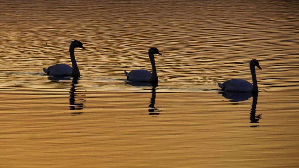 Steve Huggett took this photo of three swans swimming at sunset at Dryslwyn in Carmarthenshire