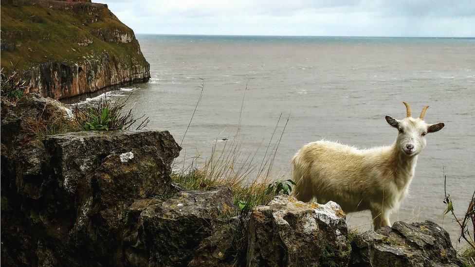 A goat on the Great Orme, Llandudno