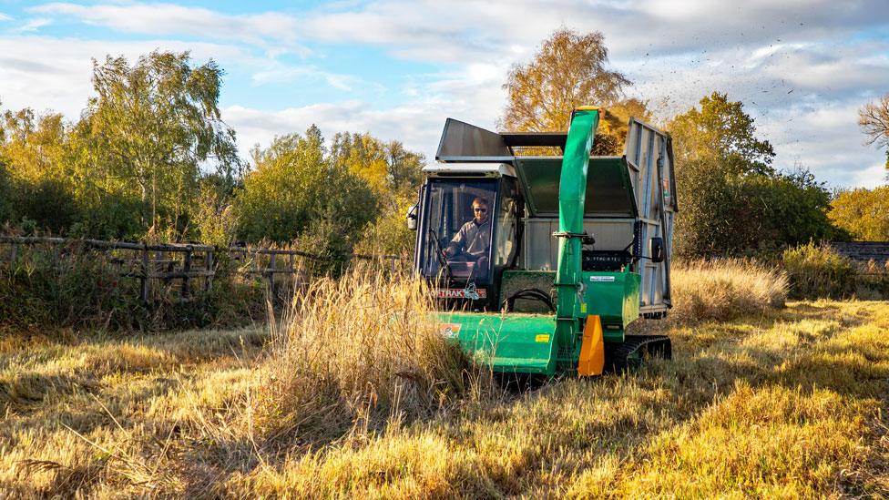 Fenland harvester, Wicken Fen