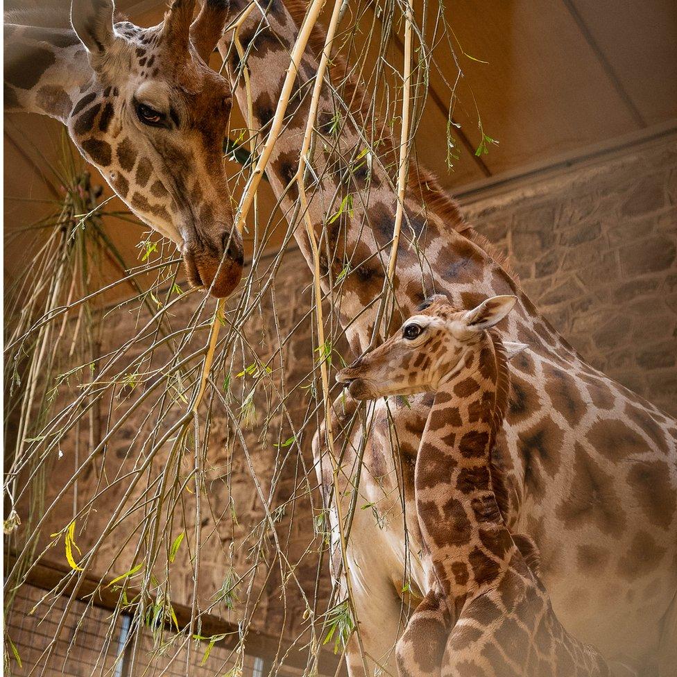 Stanley the giraffe and mum Orla