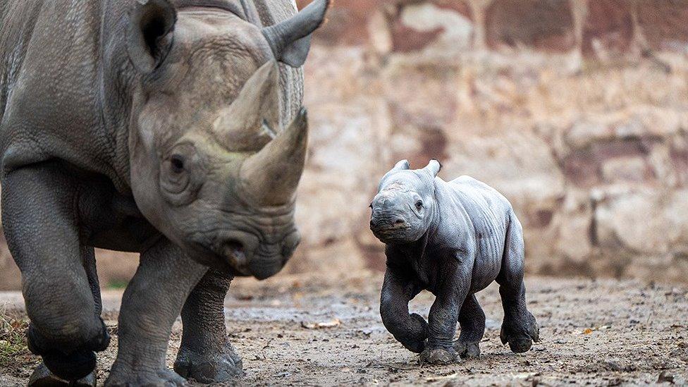 Rhino calf with its mother