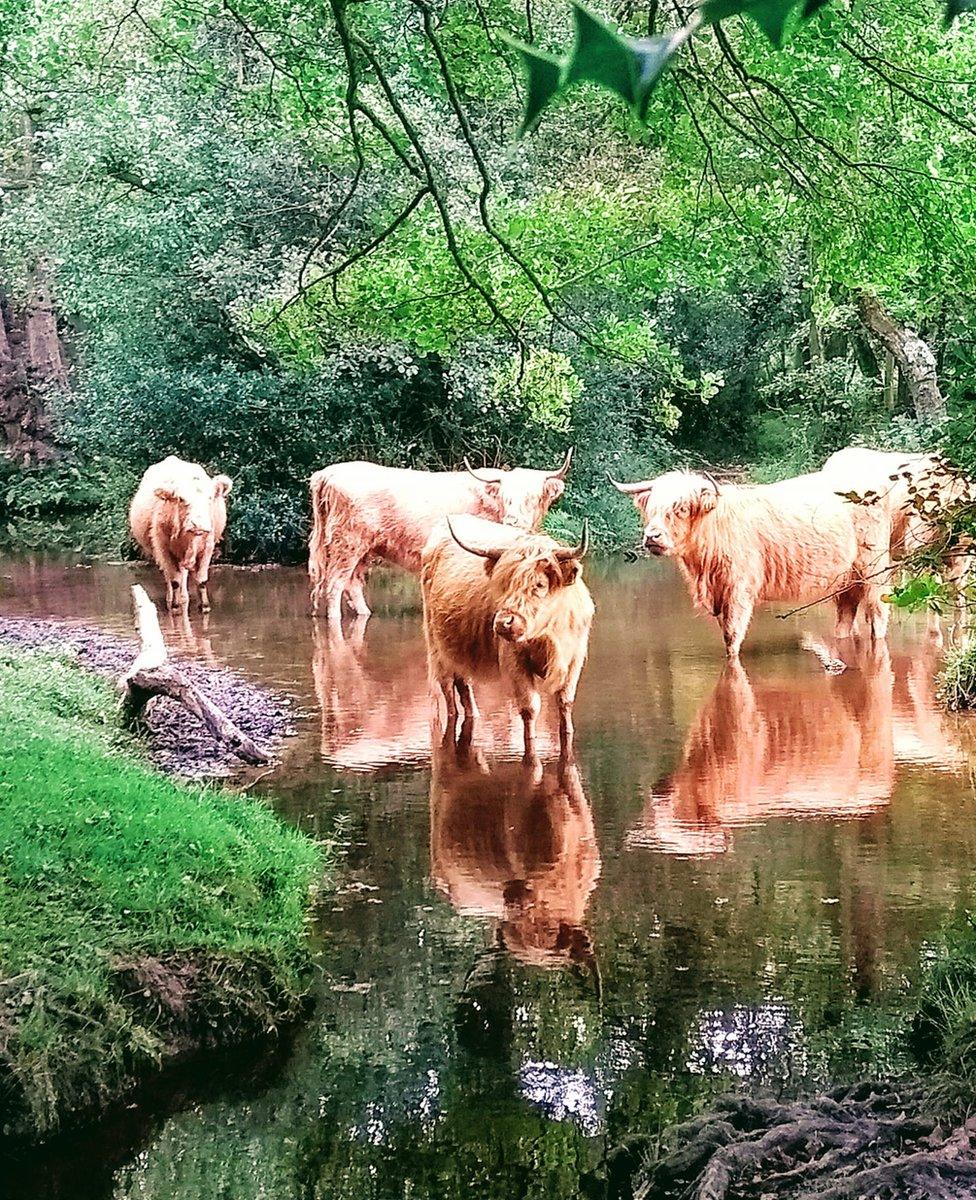 Cows in water