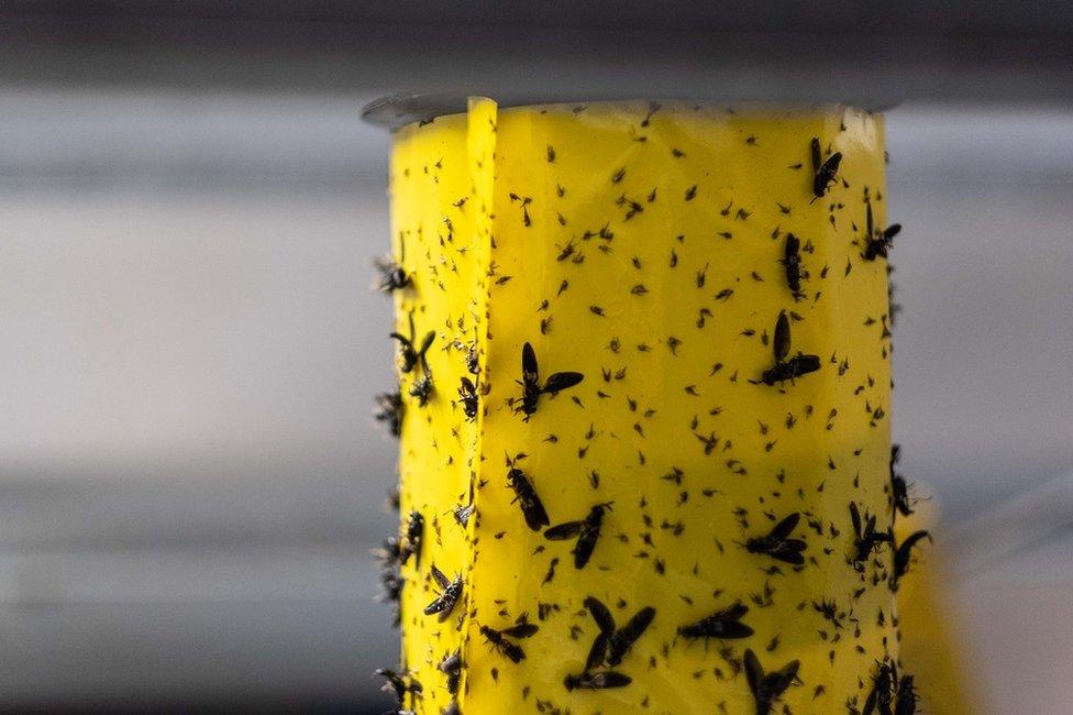 Flies on a yellow background