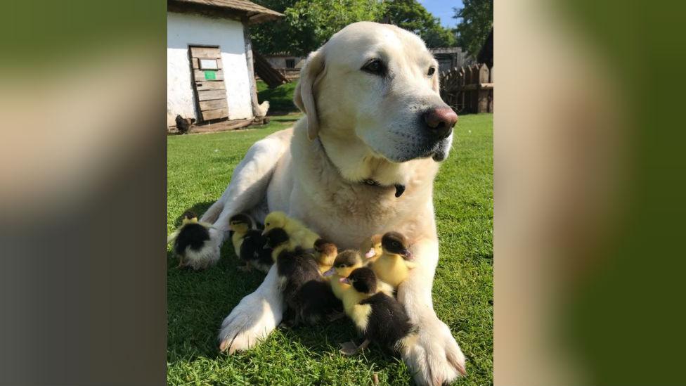 Fred the dog and ducklings