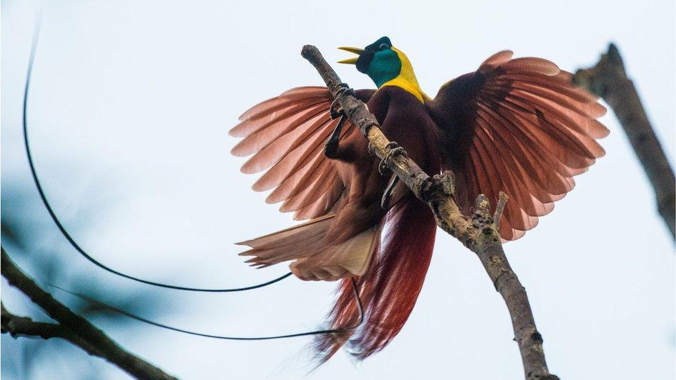 Red bird of paradise