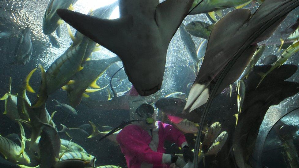 A diver dressed in pink feeds fish at Singapore's Underwater World attraction