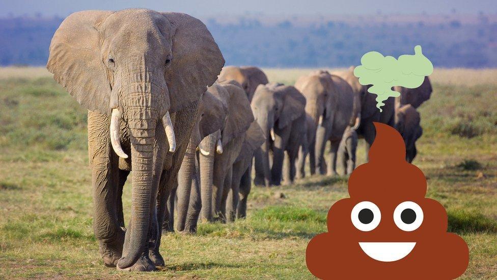 Elephants walking along a track and a cartoon poo is on bottom right of the picture