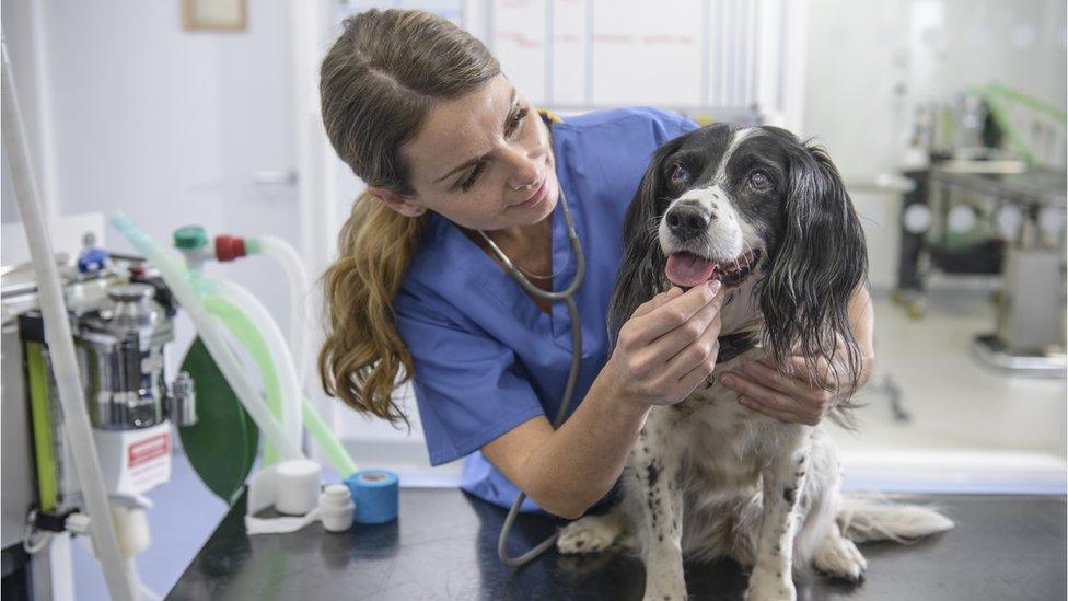 dog-being-examined-by-vet.