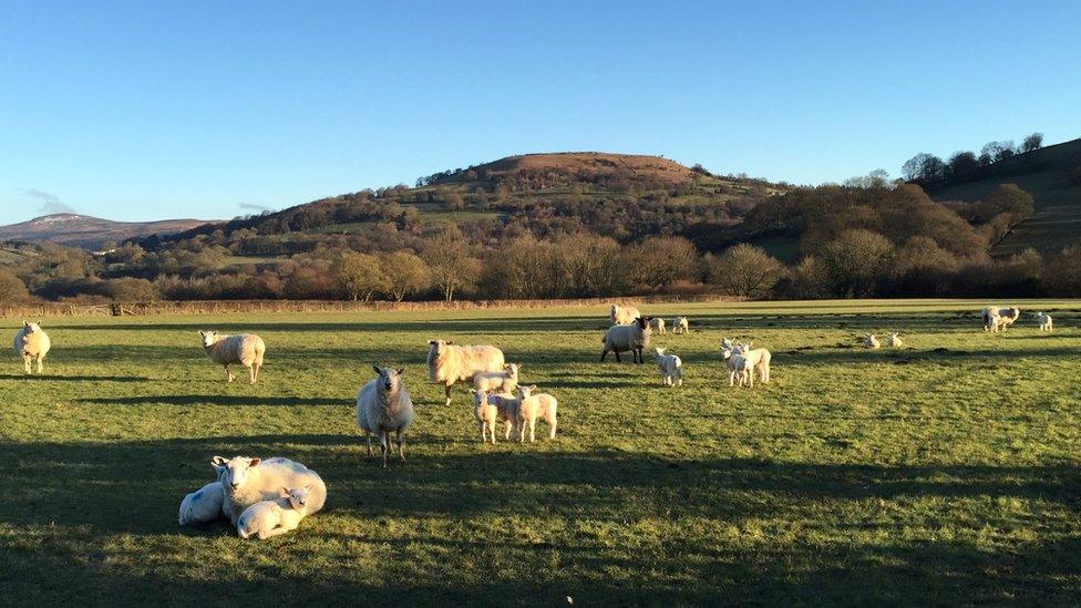 Spring is in the air at Forest Coalpit, near Abergavenny, Monmouthshire, taken by George Foster