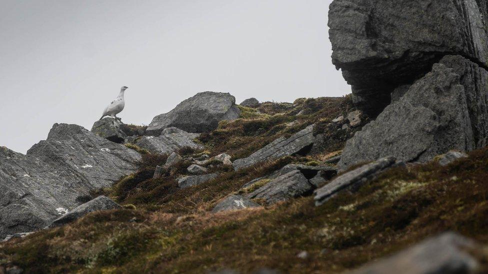 Ptarmigan