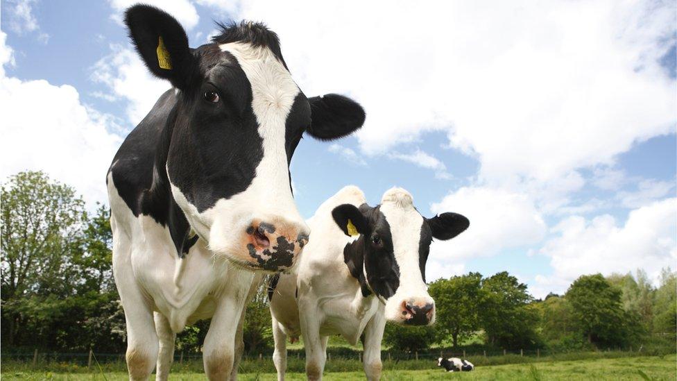 Friesian cows