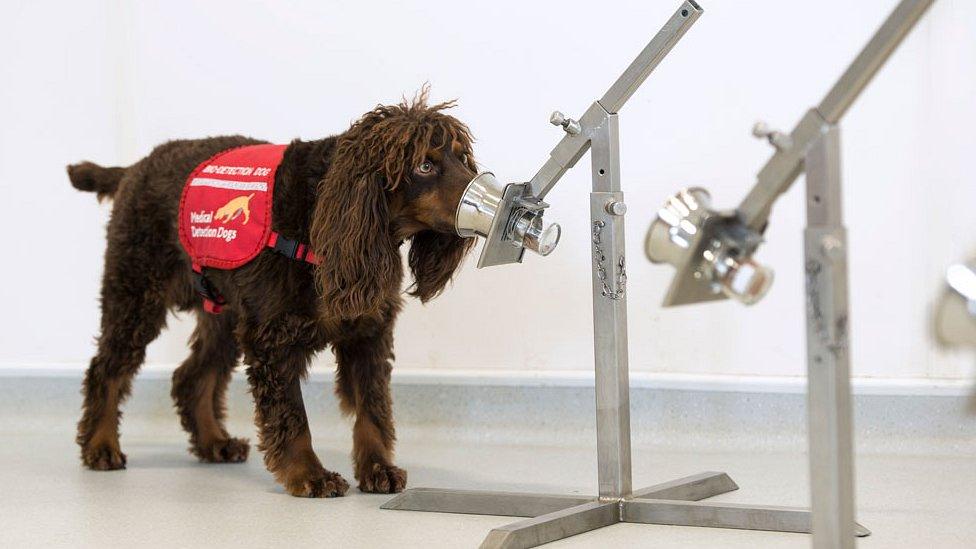 sniffer dog