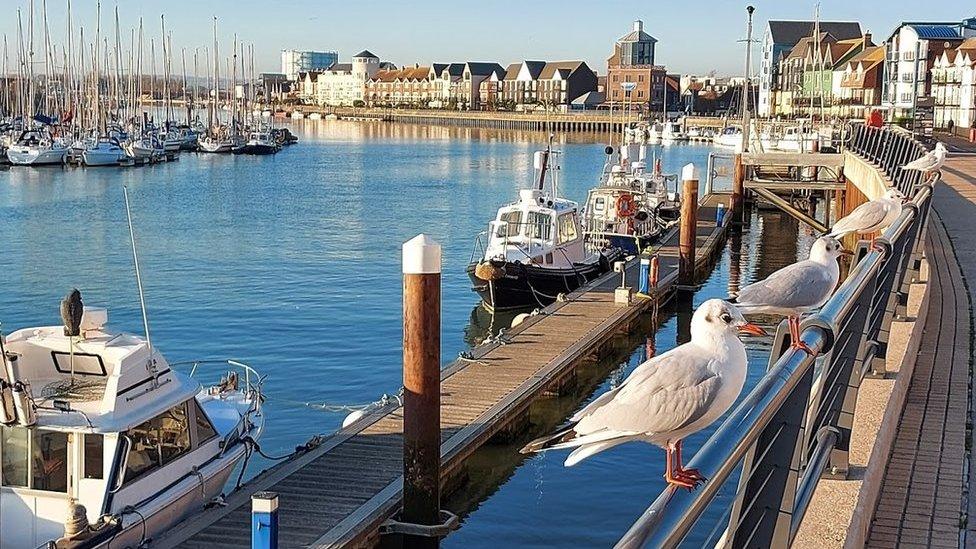 Birds on a rail by boats