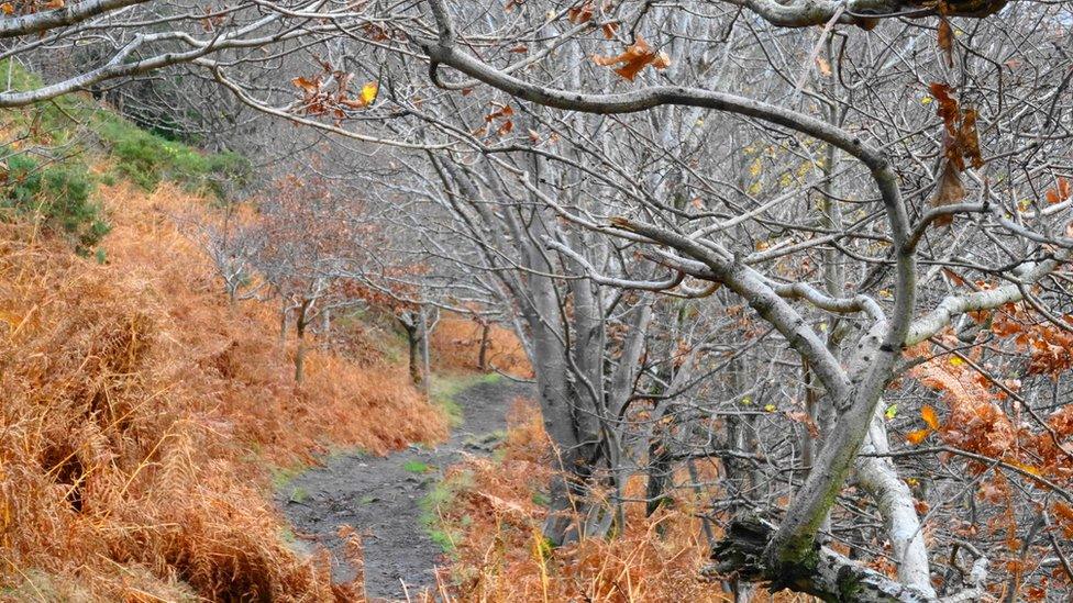 Silver birch and golden bracken on the path down from Conwy Mountain, Conwy