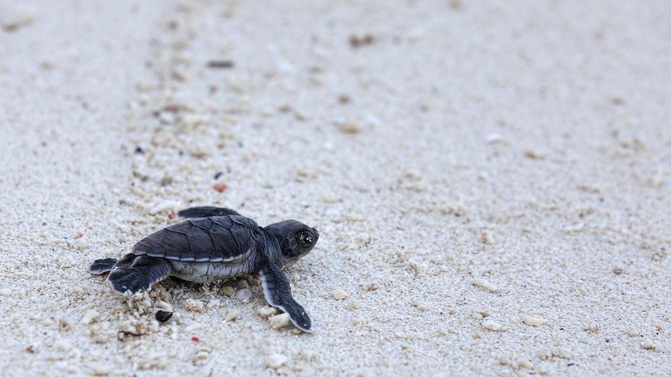 Sea turtle hatchlings