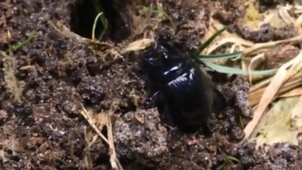 One of the beetles travelling to its burrow