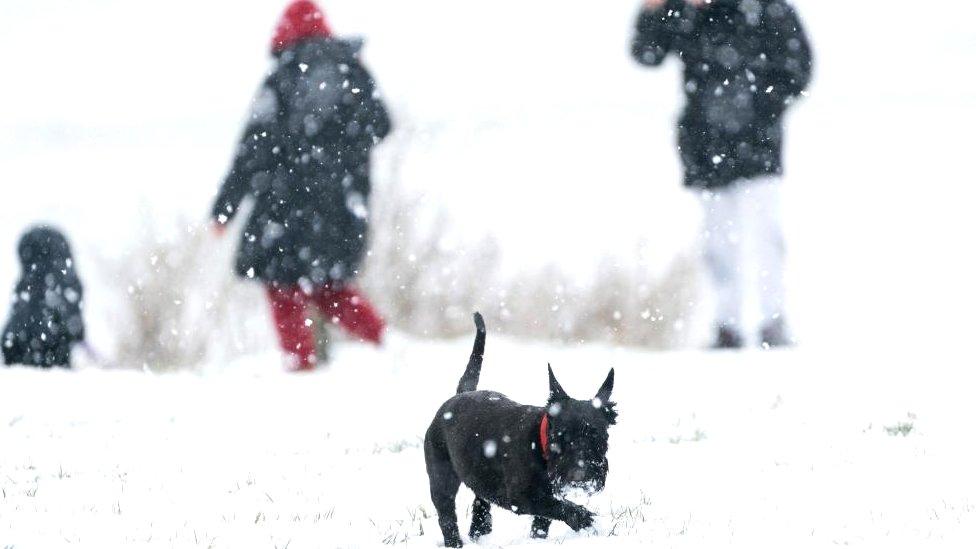 A Scottish terrier plays in the snow on the Dunstable Downs in Bedfordshire