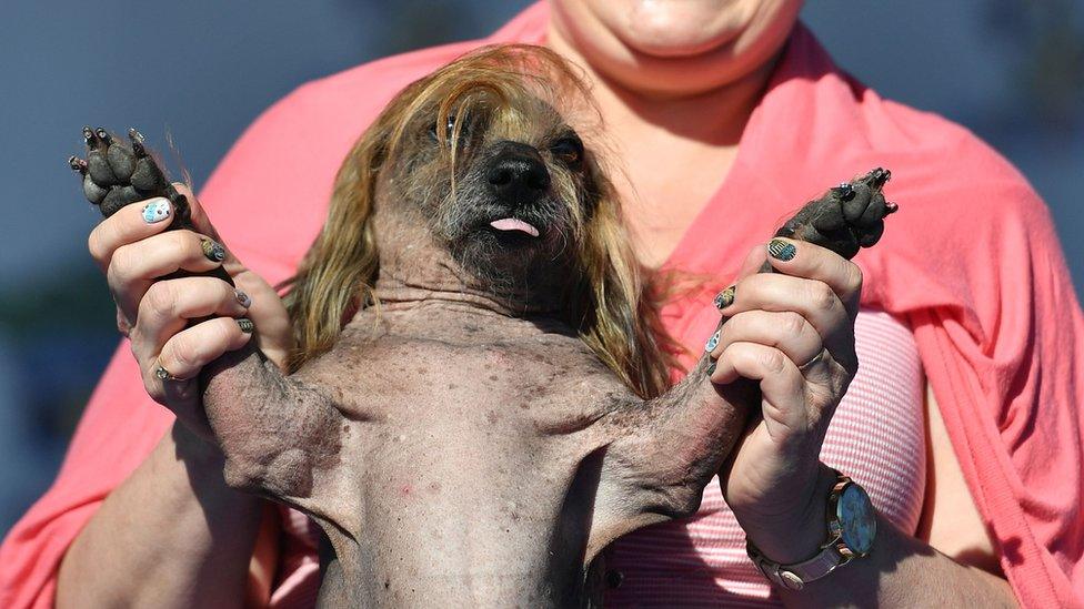 Himisaboo at the world's ugliest dog competition