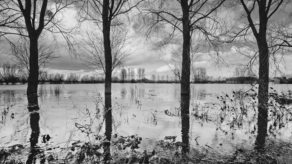 Four trees in stark contrast to the floodwaters behind them.