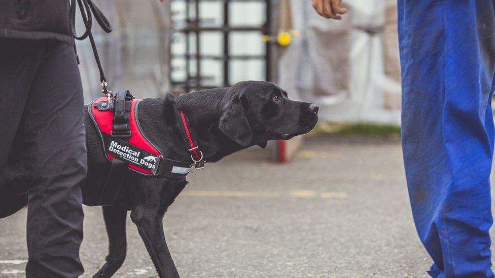 Medical Detection Dog