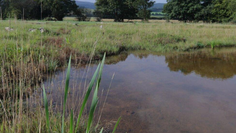 Ponds on Exmoor