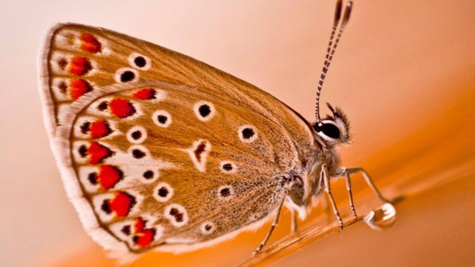 Female-common-blue-butterfly