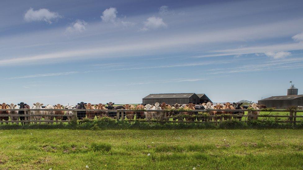 Cows in a field