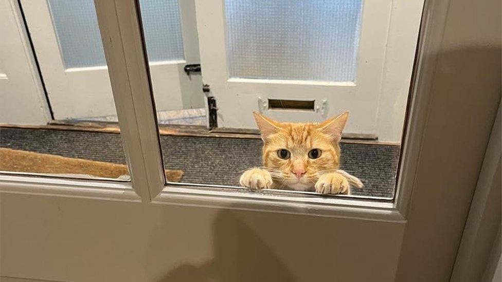 Ginger Tom, peanut the cat, seen peering through the door to the pub