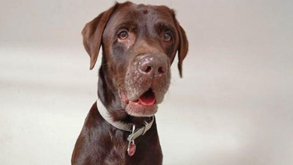 Achi, a chocolate Labrador, is seen with a grey collar and red disk around his neck