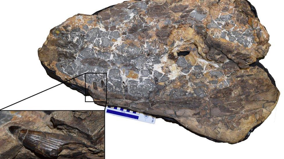 Image of fossil, including close-up of one of the distinctive teeth on the lower jaw